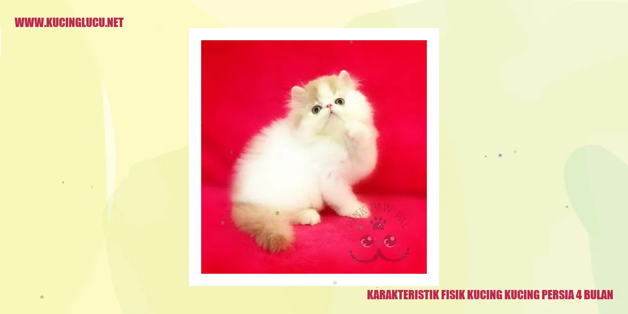Karakteristik Fisik Kucing Persia 4 Bulan