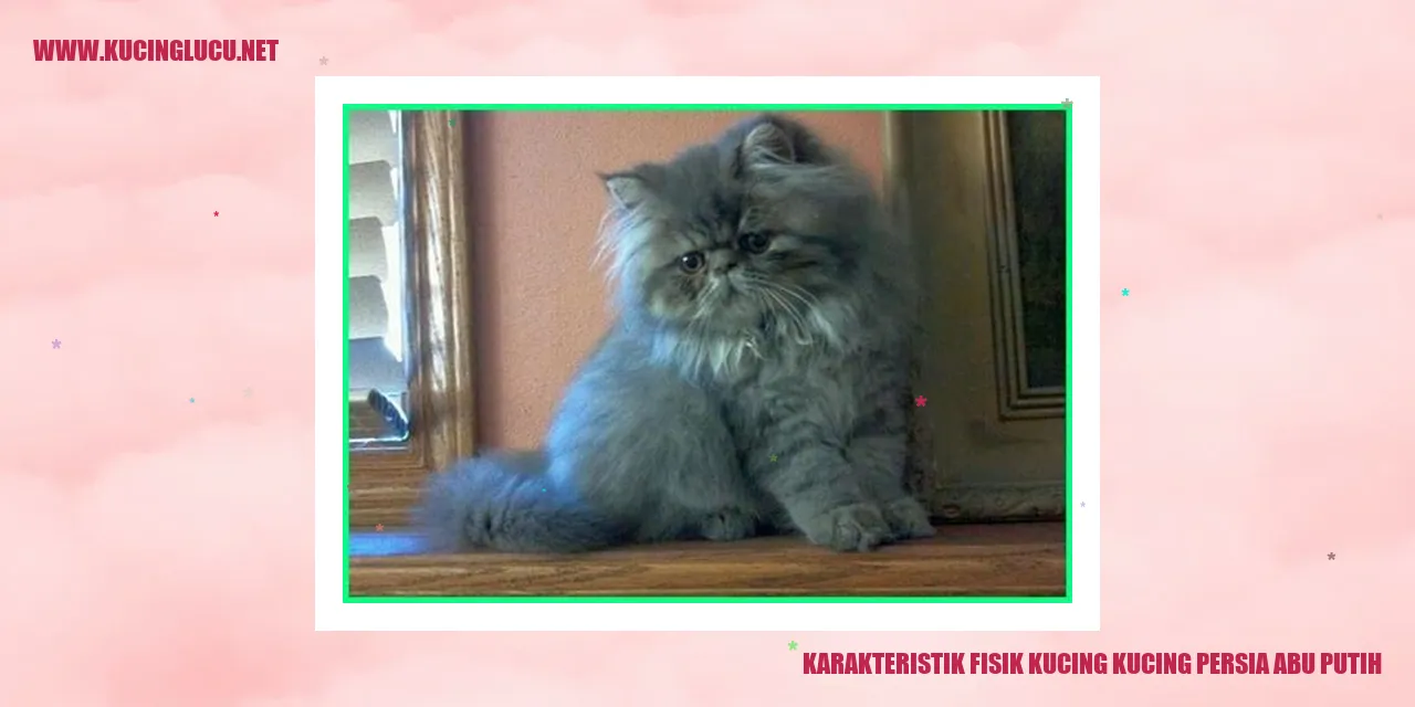 Kucing Persia Abu Putih
