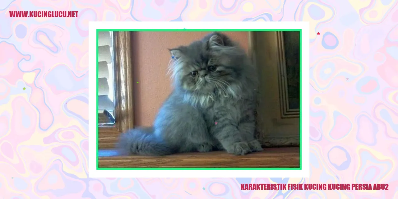 Kucing Persia Abu-Abu