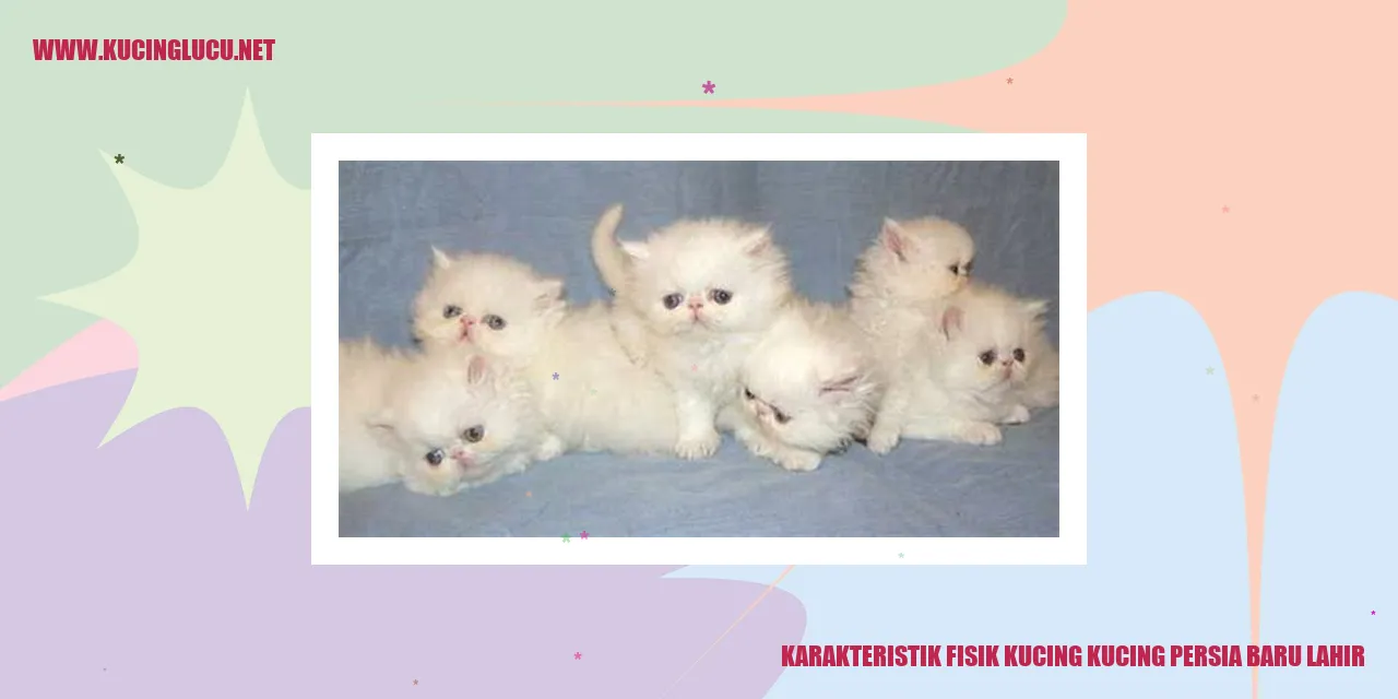 Gambar kucing persia yang menggemaskan