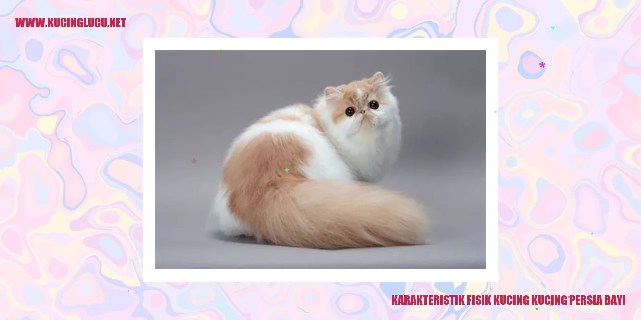 Karakteristik Fisik Kucing Persia Bayi