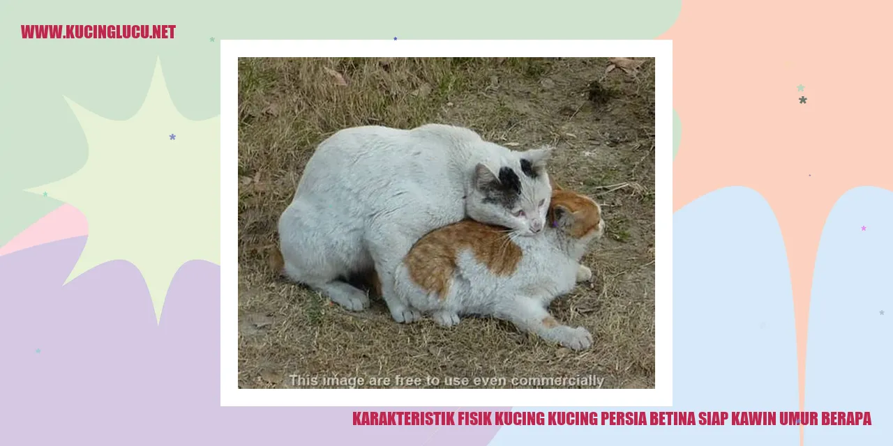 Karakteristik Fisik Kucing Persia Betina