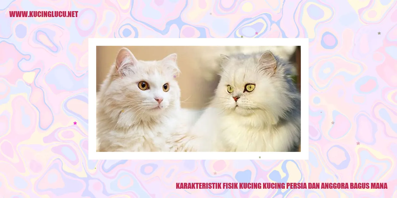 Karakteristik Fisik Kucing Persia dan Anggora