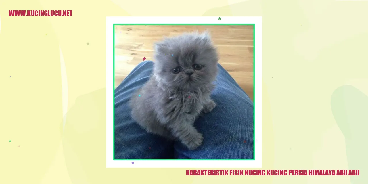Kucing Persia Himalaya Abu-abu