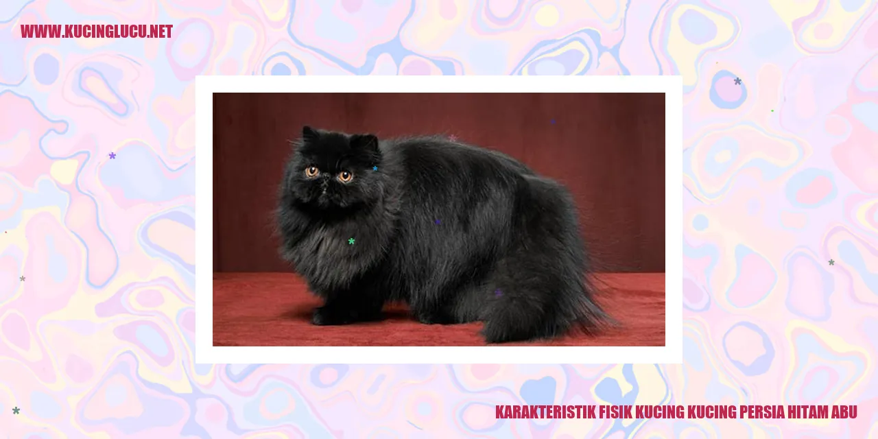 Kucing Persia Berwarna Abu-hitam