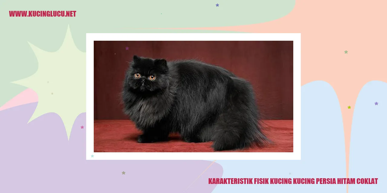 Kucing Persia Hitam Coklat