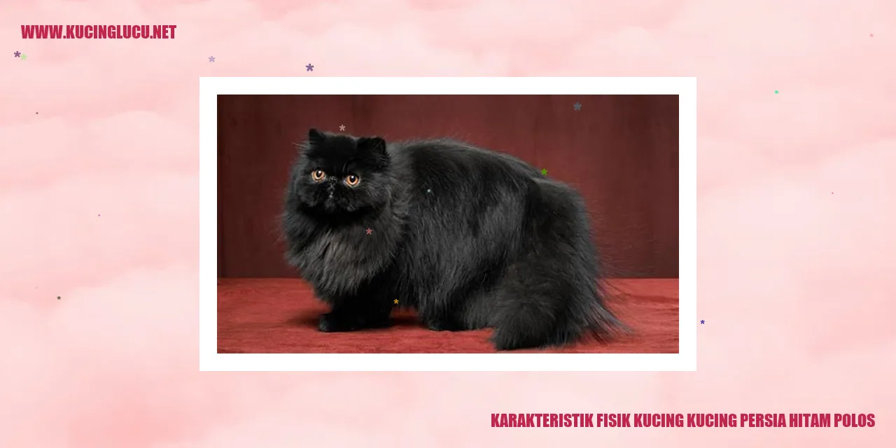 Kucing Persia Hitam Polos