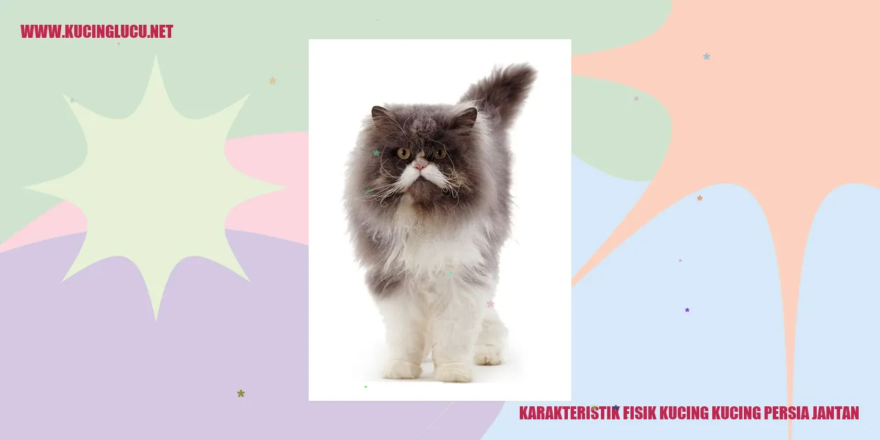 Kucing Persia Jantan