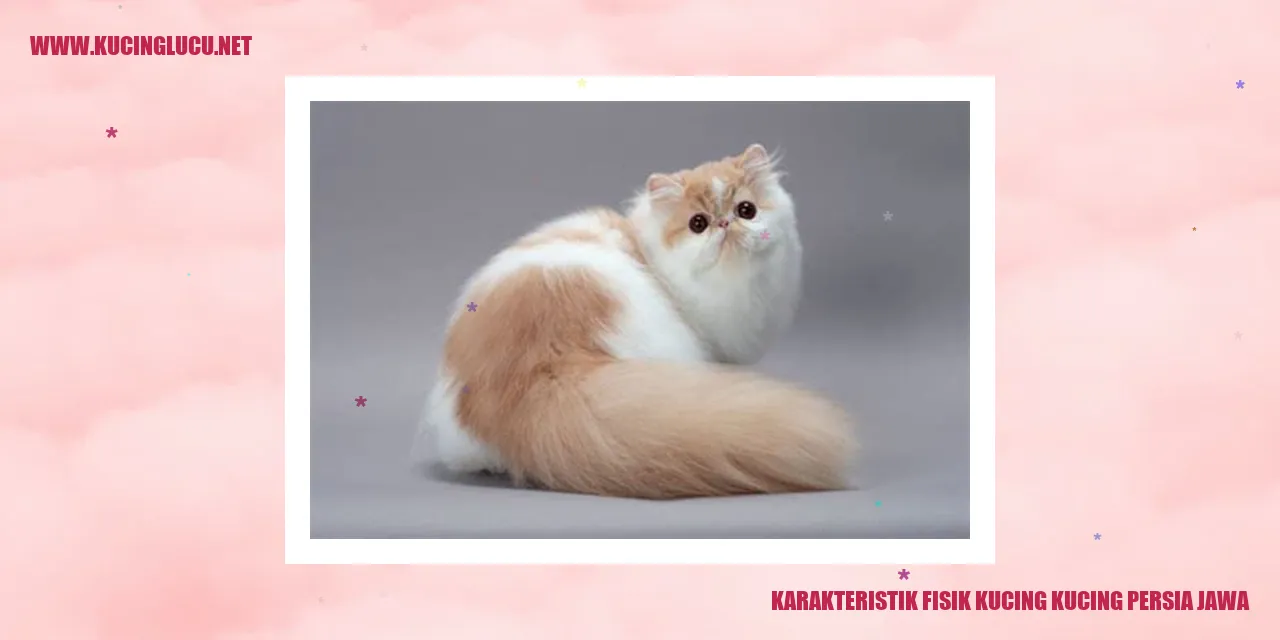 Foto Kucing Persia Jawa