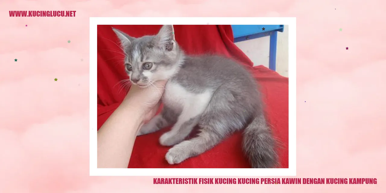 Karakteristik Fisik Kucing kucing persia kawin dengan kucing kampung