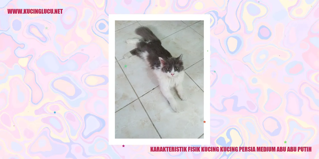 Karakteristik Fisik Kucing Persia Medium Abu Abu Putih