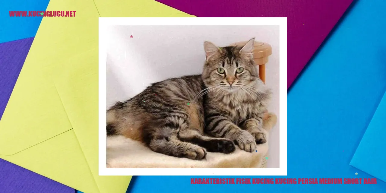 Kucing Persia Bulu Pendek Medium