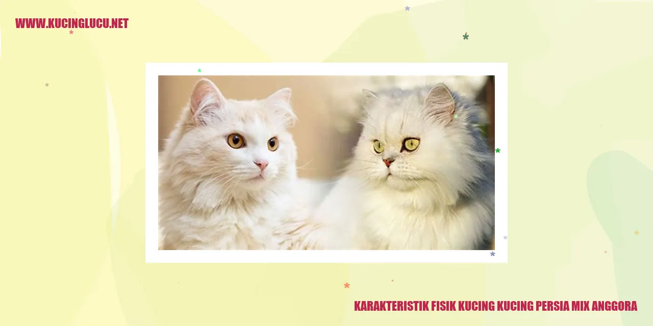 Kucing Persia Mix Anggora
