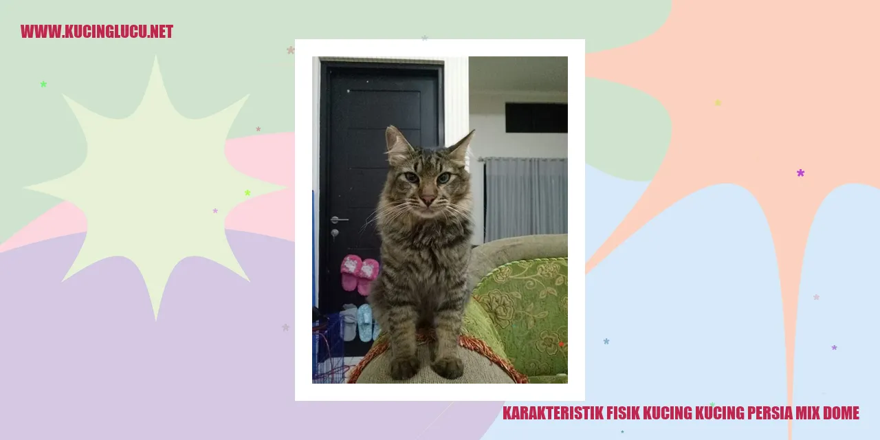 Karakteristik Fisik Kucing Persia Mix Dome
