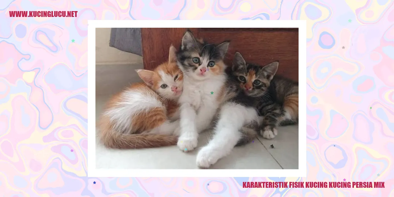 Gambar Kucing Persia Campuran