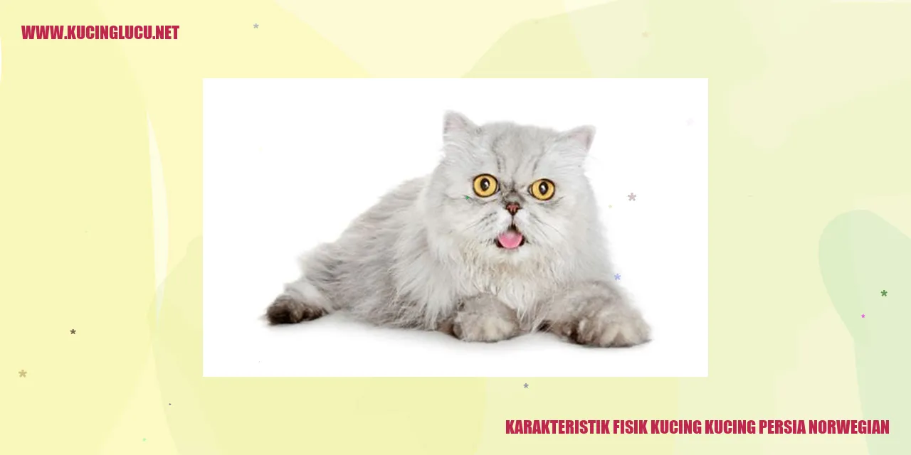 Karakteristik Fisik Kucing Persia dan Norwegian