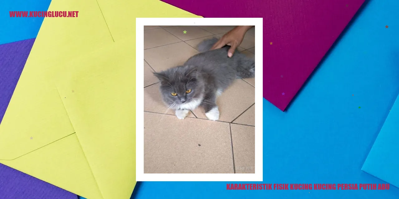 Karakteristik Fisik Kucing Persia Putih Abu