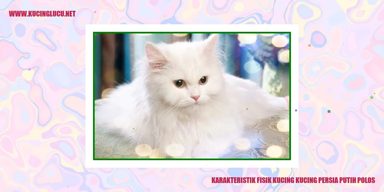 Karakteristik Fisik Kucing Kucing Persia Putih Polos