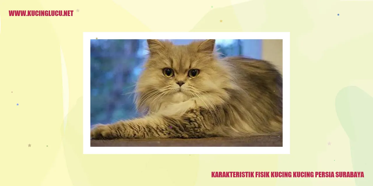 Karakteristik Fisik Kucing Persia Surabaya