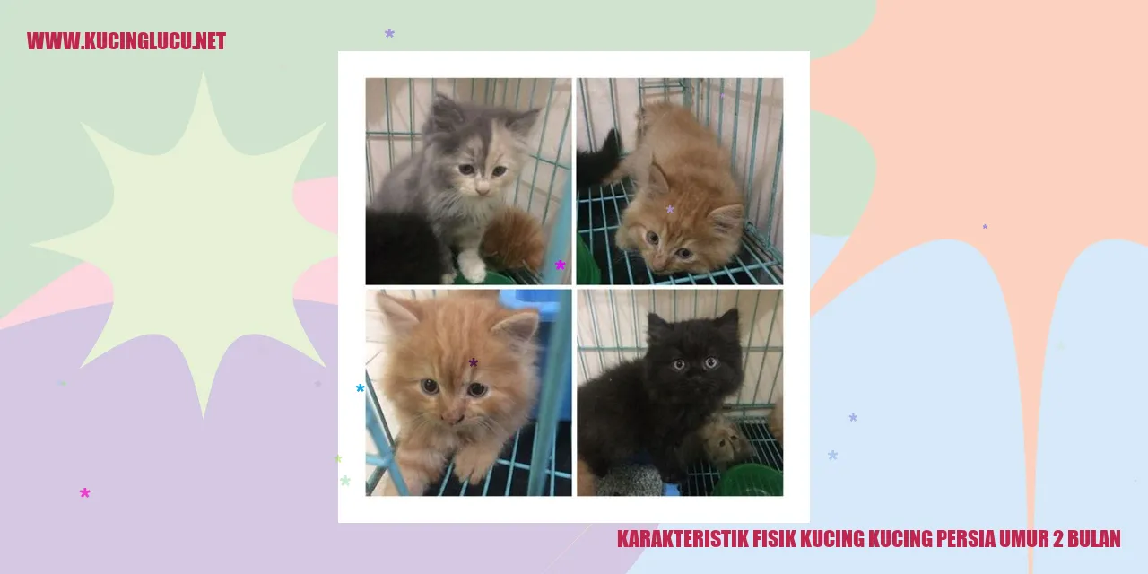 Karakteristik Fisik Kucing Persia Usia 2 Bulan