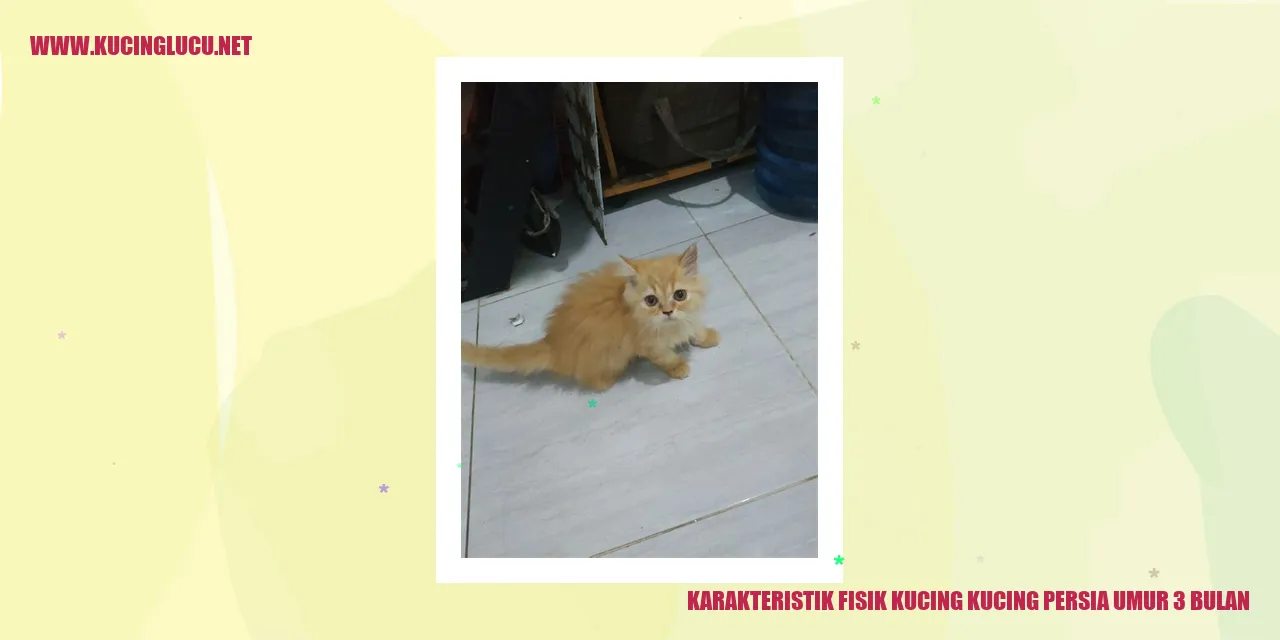 Karakteristik Fisik Kucing Persia Umur 3 Bulan
