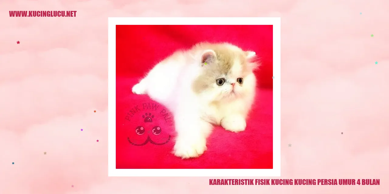 Karakteristik Fisik Kucing Persia Usia 4 Bulan