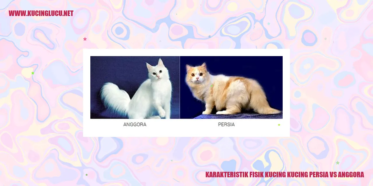 Karakteristik Fisik Kucing Persia vs Anggora