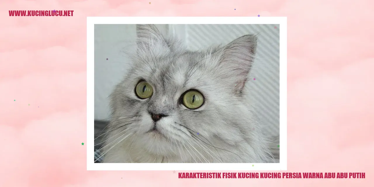 Karakteristik Fisik Kucing Persia Warna Abu-abu Putih