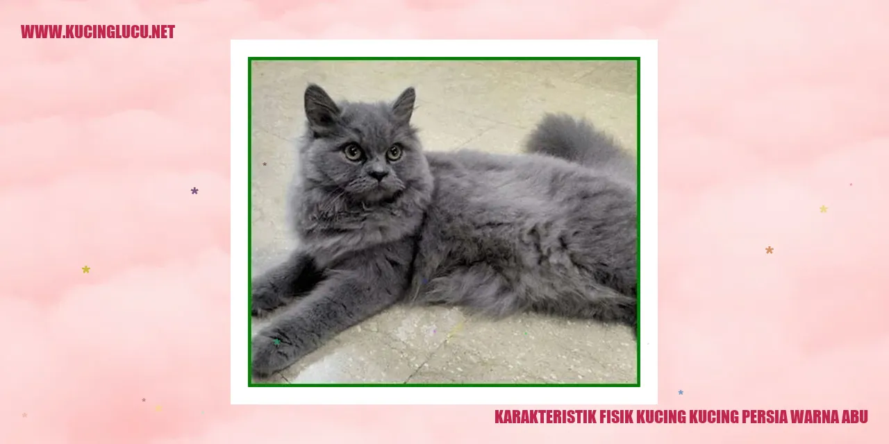 Karakteristik Fisik Kucing Persia Warna Abu
