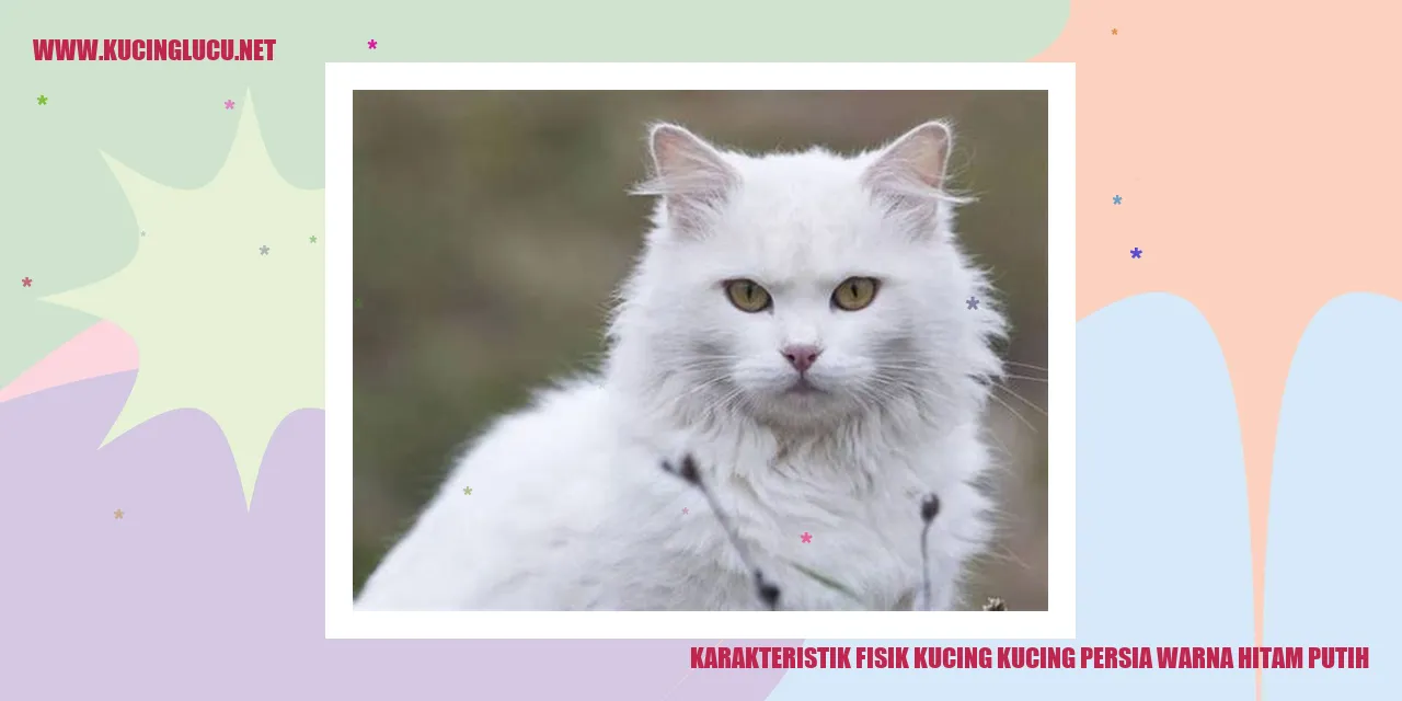 Gambar Kucing Persia Warna Hitam Putih