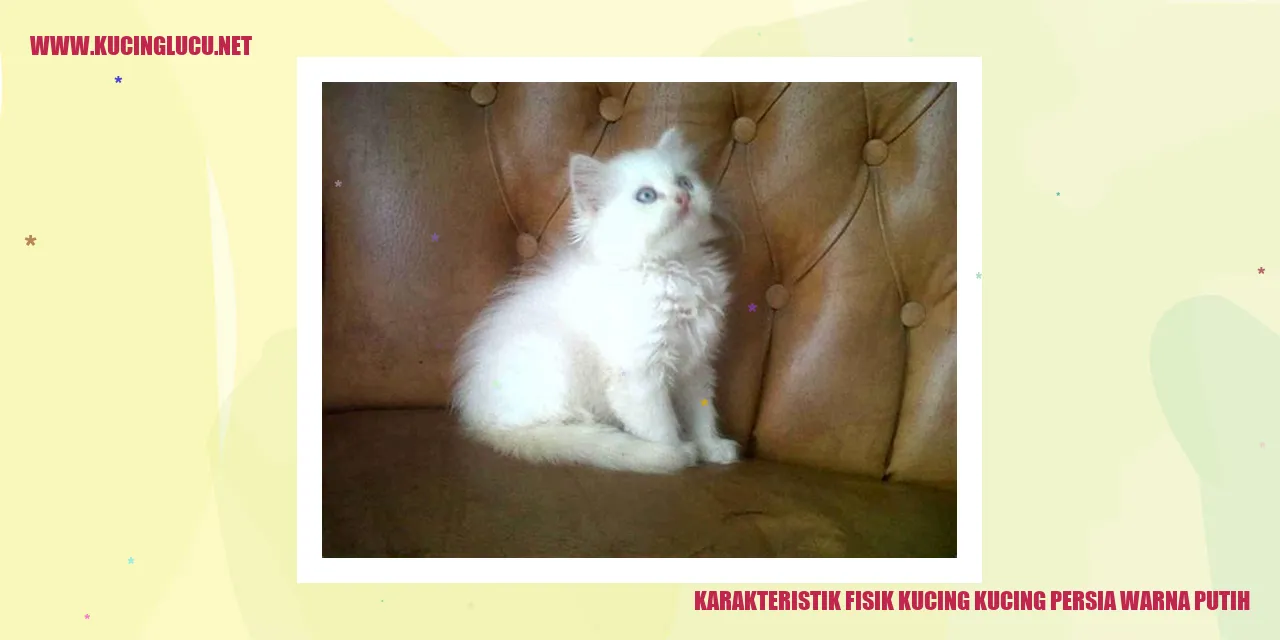 Karakteristik Tubuh Kucing Persia Berwarna Putih