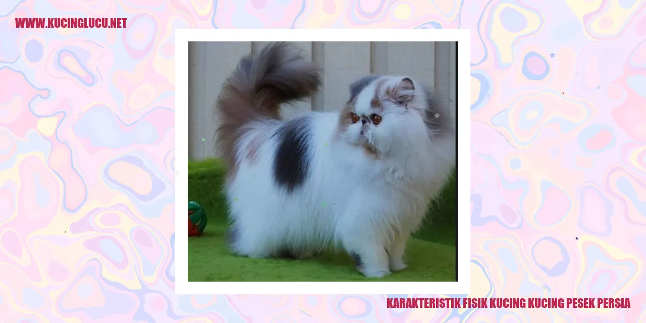 Gambar Kucing Persia