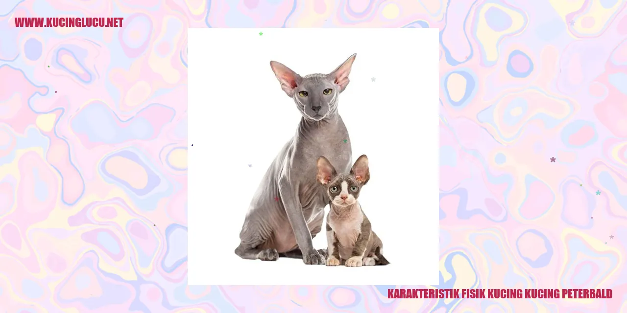 Karakteristik Fisik Kucing Peterbald
