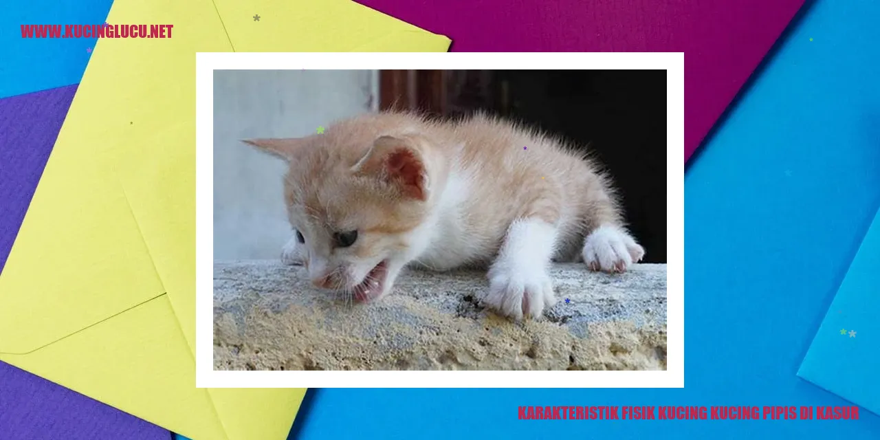Gambar kucing di kasur