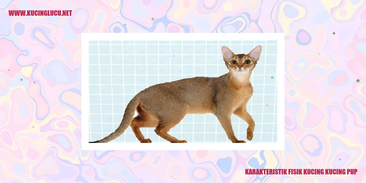 Karakteristik Fisik Kucing Kucing Pup