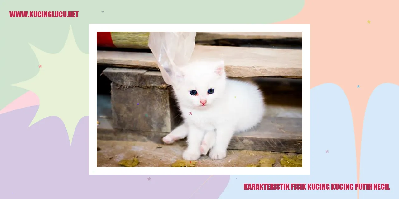 Kucing kecil berbulu putih yang menawan