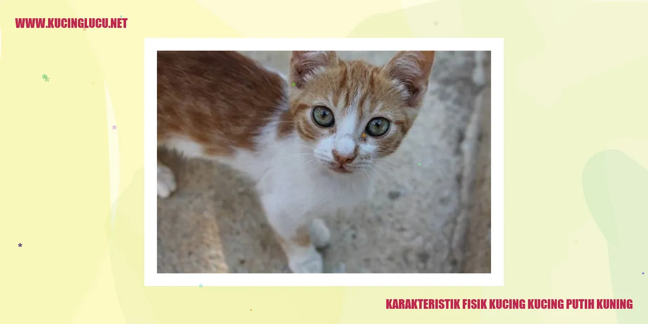 Gambar Kucing Putih Kuning
