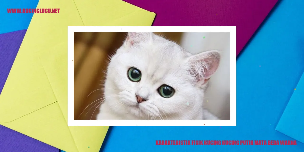 Kucing Putih Mata Beda Warna