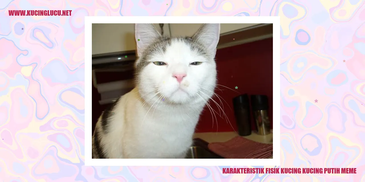 Karakteristik Fisik Kucing Kucing Putih Meme