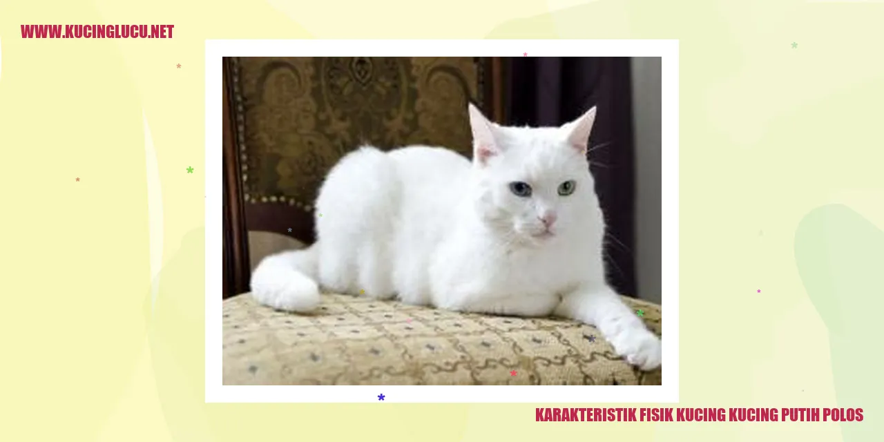 Bentuk Fisik Kucing Kucing Putih Sederhana