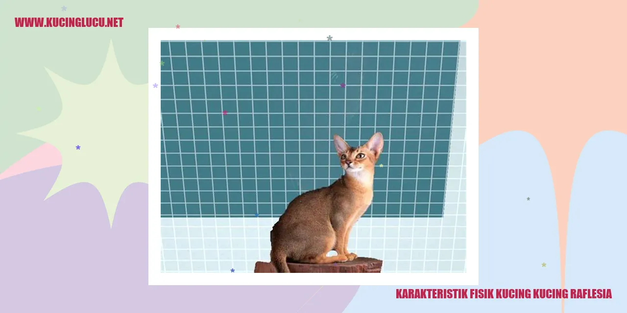 Karakteristik Fisik Kucing Kucing Raflesia