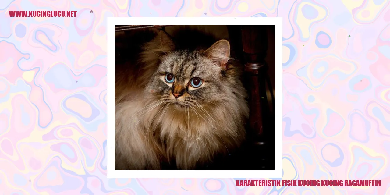 Karakteristik Fisik Kucing Ragamuffin