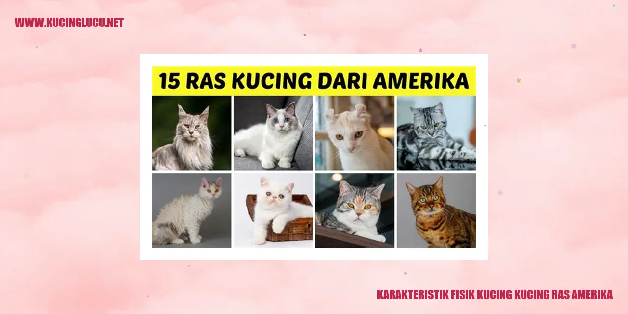 Gambar Kucing Ras Amerika