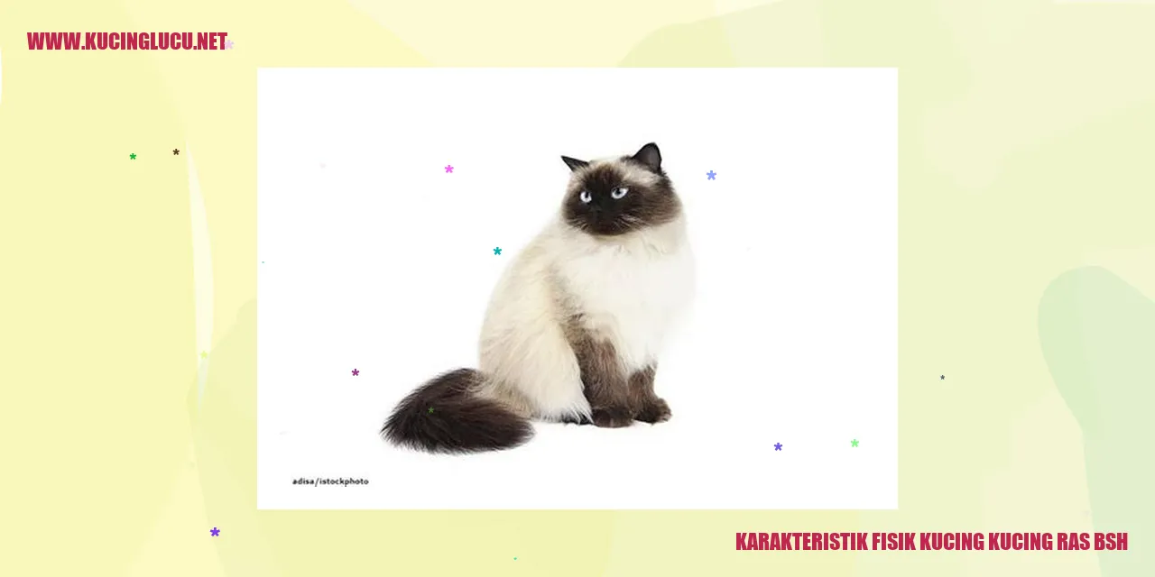 Karakteristik Fisik Kucing Ras BSH