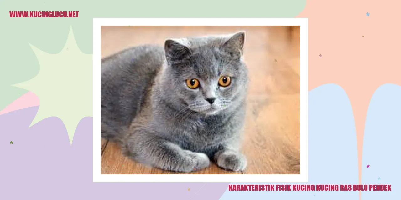 Gambar kucing ras bulu pendek