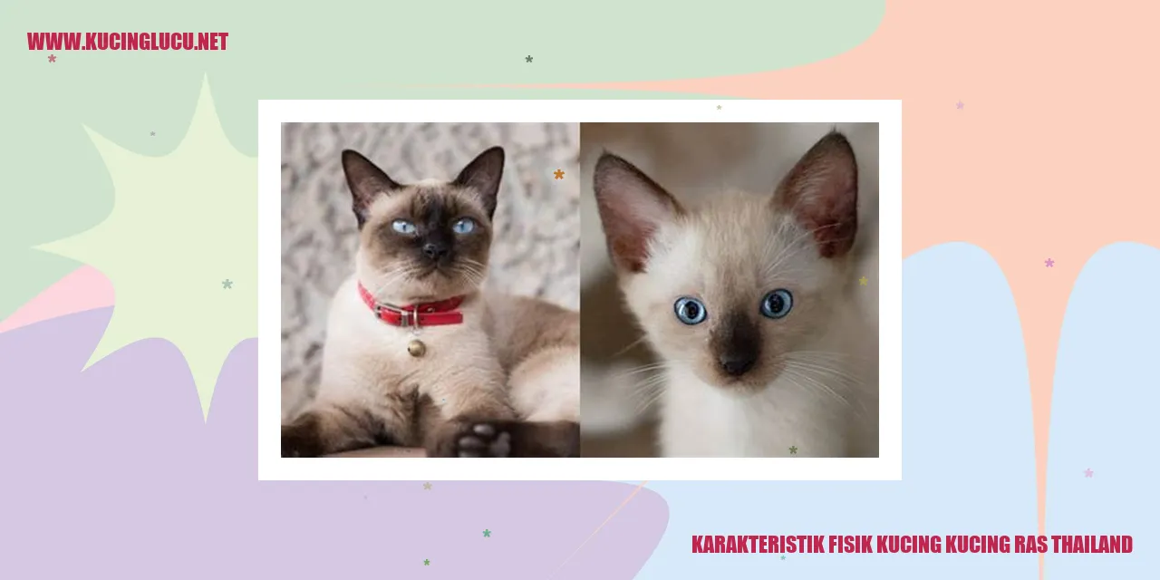 Gambar Kucing Ras Thailand