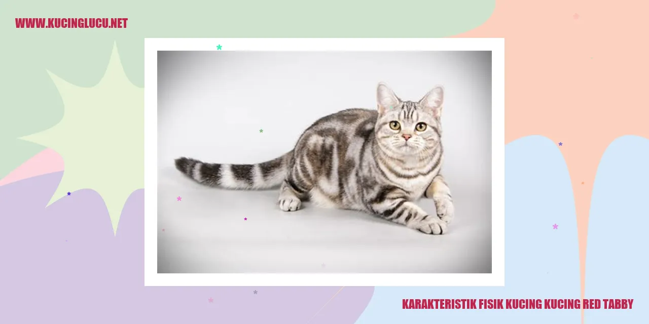 Gambar Kucing Red Tabby
