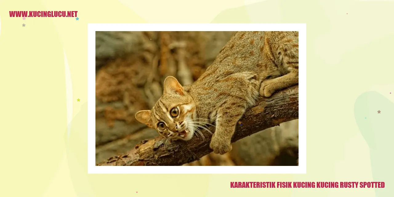 Karakteristik Fisik Kucing rusty spotted