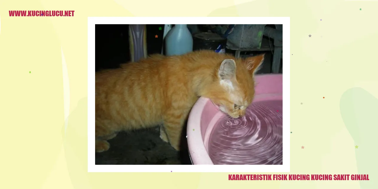 Kucing Sakit Ginjal