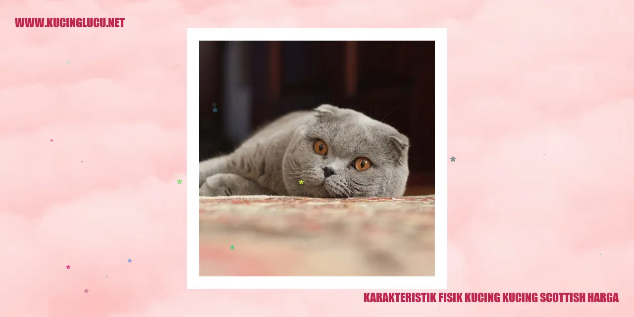 Karakteristik Fisik Kucing Scottish Harga